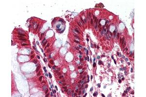 Anti-Ghrelin antibody IHC of human colon. (GHRL Antikörper  (AA 103-117))