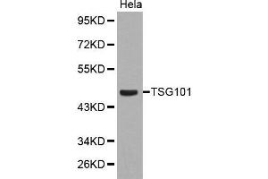 Western blot analysis of extracts of Hela cell line, using TSG101 antibody. (TSG101 Antikörper  (C-Term))