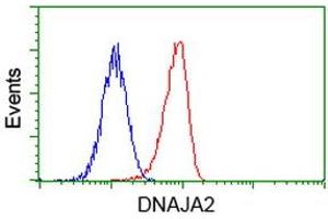 Image no. 3 for anti-DnaJ (Hsp40) Homolog, Subfamily A, Member 2 (DNAJA2) antibody (ABIN1497861) (DNAJA2 Antikörper)
