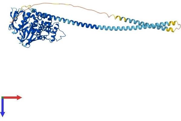 Radixin Protein (RDX) (AA 1-583) (His tag)