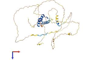 HOXD3 Protein (AA 1-433) (His tag)