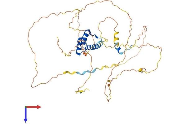 HOXD3 Protein (AA 1-433) (His tag)