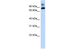 WB Suggested Anti-SIX4 Antibody Titration:  0. (SIX4 Antikörper  (N-Term))