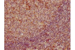 IHC image of ABIN7127388 diluted at 1:155 and staining in paraffin-embedded human tonsil tissue performed on a Leica BondTM system. (Rekombinanter CCL19 Antikörper)