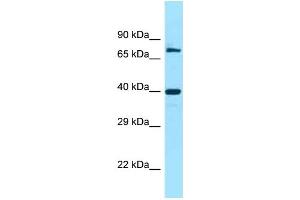 WB Suggested Anti-FAM54A Antibody Titration: 1.