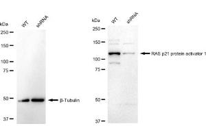 Western blotting analysis using Phospho-Smad2 (S250) antibody (ABIN7800370).
