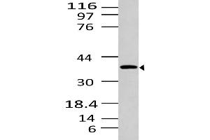 Image no. 1 for anti-Sphingosine-1-Phosphate Receptor 1 (S1PR1) (AA 1-320) antibody (ABIN5027519) (S1PR1 Antikörper  (AA 1-320))