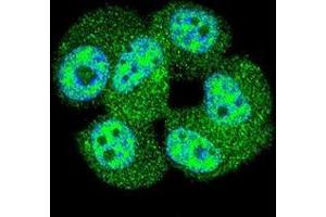 Confocal immunofluorescent analysis of AKT1 Antibody (C-term T450)(Cat#AP50137PU-N) with MCF-7 cell followed by Alexa Fluor 488-conjugated goat anti-rabbit lgG (green). (AKT1 Antikörper  (C-Term))