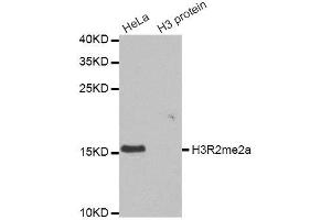Western blot analysis of extracts of various cell lines, using Asymmetric DiMethyl-Histone H3-R2 antibody. (Histone 3 Antikörper  (H3R2me2))