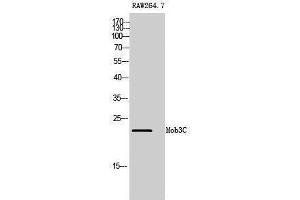 Western Blotting (WB) image for anti-MOB1, Mps One Binder Kinase Activator-Like 2C (MOBKL2C) (Internal Region) antibody (ABIN3176063) (MOBKL2C Antikörper  (Internal Region))