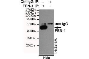 Immunoprecipitation analysis of Hela cell lysates using FEN-1 mouse mAb. (FEN1 Antikörper)