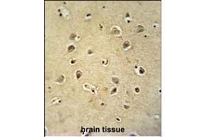 GABRG2 antibody (Center) (ABIN654148 and ABIN2844015) immunohistochemistry analysis in formalin fixed and paraffin embedded human brain tissue followed by peroxidase conjugation of the secondary antibody and DAB staining. (GABRG2 Antikörper  (AA 198-224))