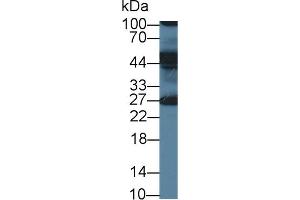 Detection of ERLIN2 in Human Milk using Polyclonal Antibody to Endoplasmic Reticulum Lipid Raft Associated Protein 2 (ERLIN2) (ERLIN2 Antikörper  (AA 47-339))