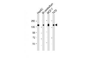 Western Blot at 1:2000 dilution Lane 1: HepG2 whole cell lysate Lane 2: mouse cerebellum lysate Lane 3: MCF-7 whole cell lysate Lane 4: T47D whole cell lysate Lysates/proteins at 20 ug per lane.