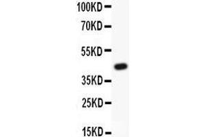 Anti-APE1 Picoband antibody,  All lanes: Anti APEX1  at 0. (APEX1 Antikörper  (AA 2-318))