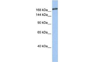 Western Blotting (WB) image for anti-SIN3 Transcription Regulator Homolog B (SIN3B) antibody (ABIN2459432) (SIN3B Antikörper)