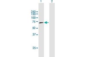 Western Blot analysis of PPP1R16A expression in transfected 293T cell line by PPP1R16A MaxPab polyclonal antibody. (PPP1R16A Antikörper  (AA 1-528))