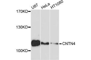 Western blot analysis of extracts of various cell lines, using CNTN4 antibody. (Contactin 4 Antikörper)