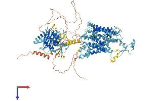 SLC4A10 Protein (AA 1-1118) (His tag)