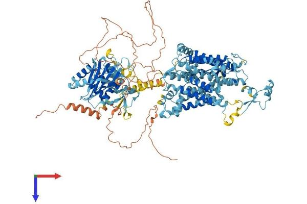 SLC4A10 Protein (AA 1-1118) (His tag)