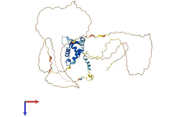 FOXF2 Protein (AA 1-446) (His tag)