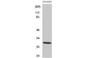 Western Blotting (WB) image for anti-14-3-3 zeta (YWHAZ) (Tyr330) antibody (ABIN3179859) (14-3-3 zeta Antikörper  (Tyr330))
