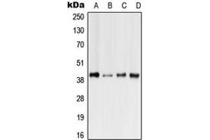Western blot analysis of GPR41 expression in HeLa (A), Raw264.