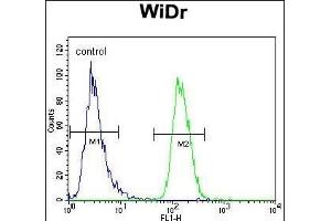NARS Antibody (N-term) (ABIN655041 and ABIN2844672) flow cytometric analysis of WiDr cells (right histogram) compared to a negative control cell (left histogram). (NARS Antikörper  (N-Term))