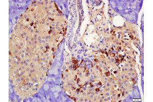 Formalin-fixed and paraffin embedded rat pancreas labeled with Rabbit Anti-PRLR Polyclonal Antibody, Unconjugated  at 1:200 followed by conjugation to the secondary antibody and DAB staining (Prolactin Receptor Antikörper  (AA 251-350))