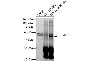 Immunoprecipitation analysis of 600 μg extracts of Mouse skeletal muscle cells using 3 μg TE antibody (ABIN7270754). (TEAD1 Antikörper)