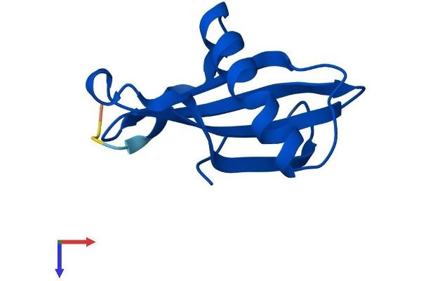 CSTB Protein (AA 1-98) (His tag)