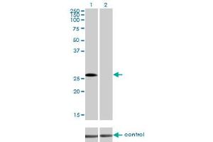 Western blot analysis of CRSP9 over-expressed 293 cell line, cotransfected with CRSP9 Validated Chimera RNAi (Lane 2) or non-transfected control (Lane 1). (MED7 Antikörper  (AA 1-233))