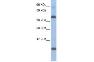 A630025C20RIK antibody used at 0. (Lcor Antikörper  (N-Term))