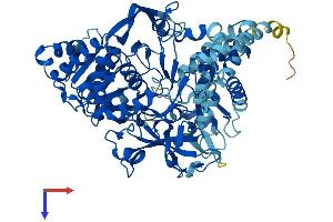 ACSL4 Protein (AA 1-711) (His tag)