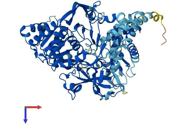 ACSL4 Protein (AA 1-711) (His tag)