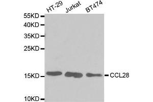 Western blot analysis of extracts of various cell lines, using CCL28 antibody. (CCL28 Antikörper  (AA 20-127))
