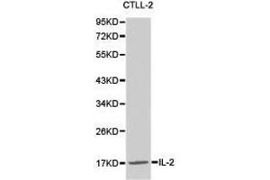 Western Blotting (WB) image for anti-Interleukin 2 (IL2) antibody (ABIN1873207) (IL-2 Antikörper)
