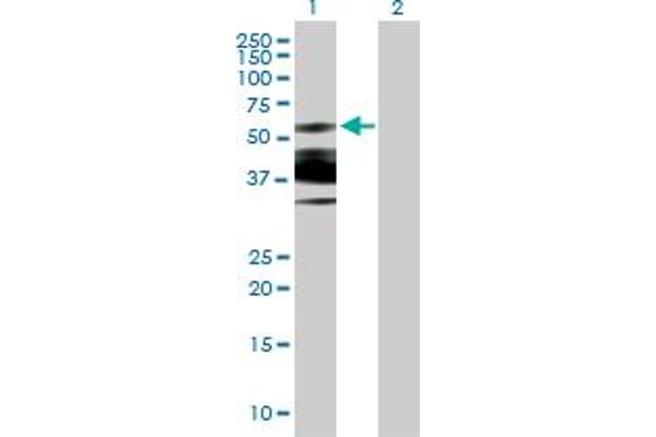 GLYR1 Antikörper  (AA 1-484)