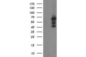 Image no. 1 for anti-SUMO1/sentrin/SMT3 Specific Peptidase 2 (SENP2) (AA 139-523) antibody (ABIN1490926) (SENP2 Antikörper  (AA 139-523))