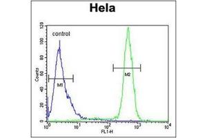 Flow Cytometric analysis of Hela cells using SCN1B Antibody (N-Term) Cat. (SCN1B Antikörper  (N-Term))