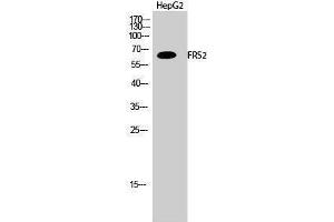FRS2 Antikörper  (Tyr580)