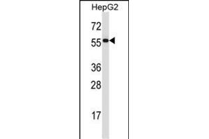 PDIA2 Antibody (Center) (ABIN657924 and ABIN2846871) western blot analysis in HepG2 cell line lysates (35 μg/lane). (PDIA2 Antikörper  (AA 210-239))