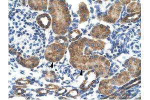GRIK2 antibody was used for immunohistochemistry at a concentration of 4-8 ug/ml to stain Epithelial cells of renal tubule (arrows) in Human Kidney. (GRIK2 Antikörper  (N-Term))