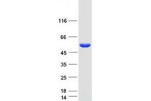 Validation with Western Blot (Gasdermin A Protein (GSDMA) (Myc-DYKDDDDK Tag))