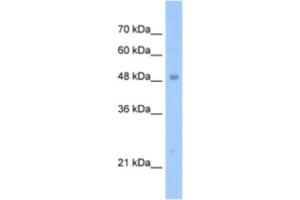 Western Blotting (WB) image for anti-Tigger Transposable Element Derived 3 (TIGD3) antibody (ABIN2463251)