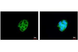 ICC/IF Image CES2 antibody detects CES2 protein at cytoplasm by immunofluorescent analysis.