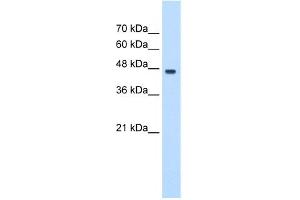 WB Suggested Anti-PA2G4 Antibody Titration:  0. (PA2G4 Antikörper  (C-Term))