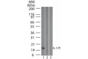 Western Blot of Mouse Anti-IL-17F antibody Lane 1: human full length recombinant IL-17F protein Lane 2: mouse full length recombinant IL-17F protein Lane 3: rat full length recombinant IL-17F protein Load: 20 ng/lane Primary antibody: Anti-IL-17F antibody at 0. (IL17F Antikörper  (Biotin))
