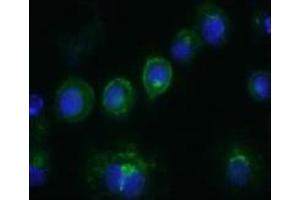 Immunofluorescence (IF) image for anti-CD14 (CD14) antibody (FITC) (ABIN1105874)