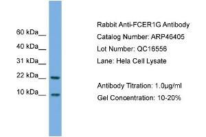 WB Suggested Anti-FCER1G  Antibody Titration: 0. (FCER1G Antikörper  (N-Term))